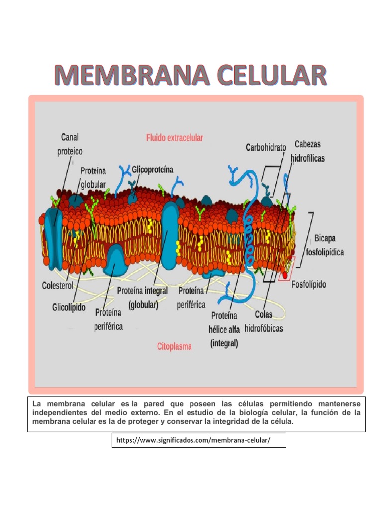 Funciones y Estructura de la Membrana Celular | PDF | Retículo ...