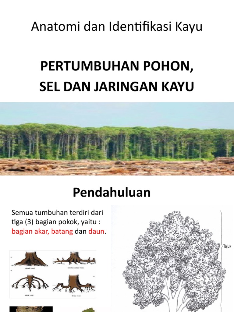 Pertumbuhan Pohon | PDF