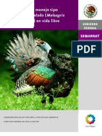 PMT Pavo Ocelado