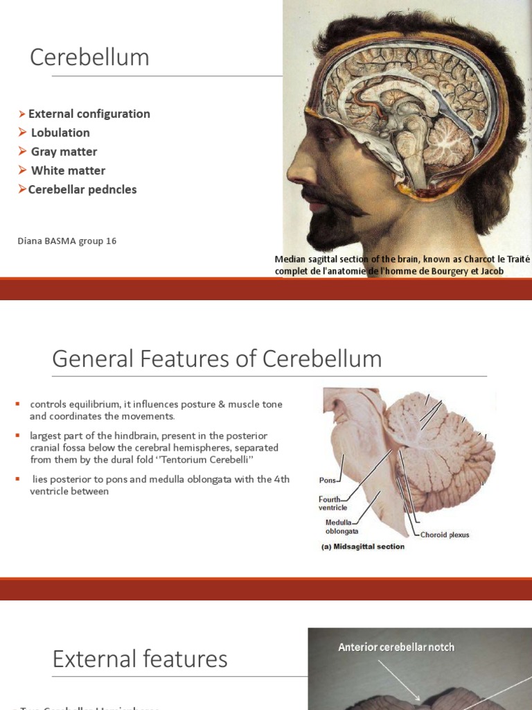 Anatomy and Features of the Cerebellum | PDF | Cerebellum | Human Anatomy