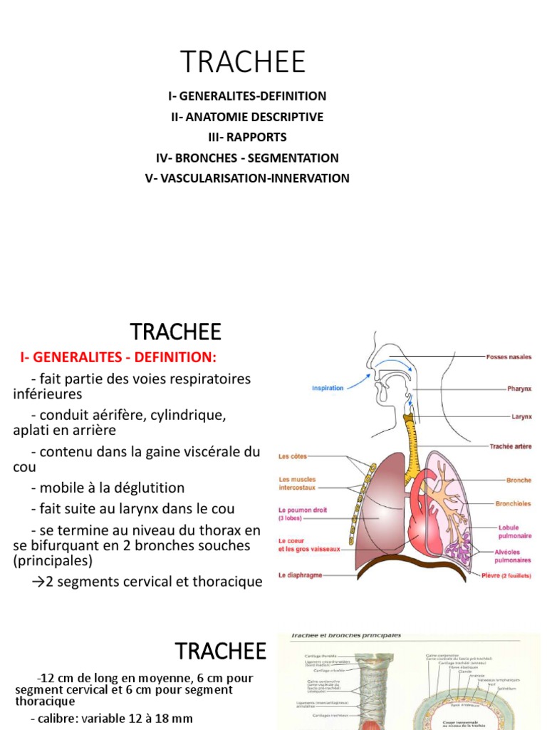 Anatomie et Fonction de la Trachée | PDF | Nerf vague | Thorax