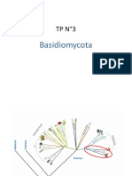 TP3 Basidiomycota