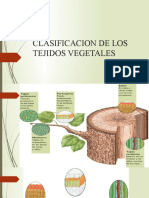 Clasificacion de Los Tejidos Vegetales