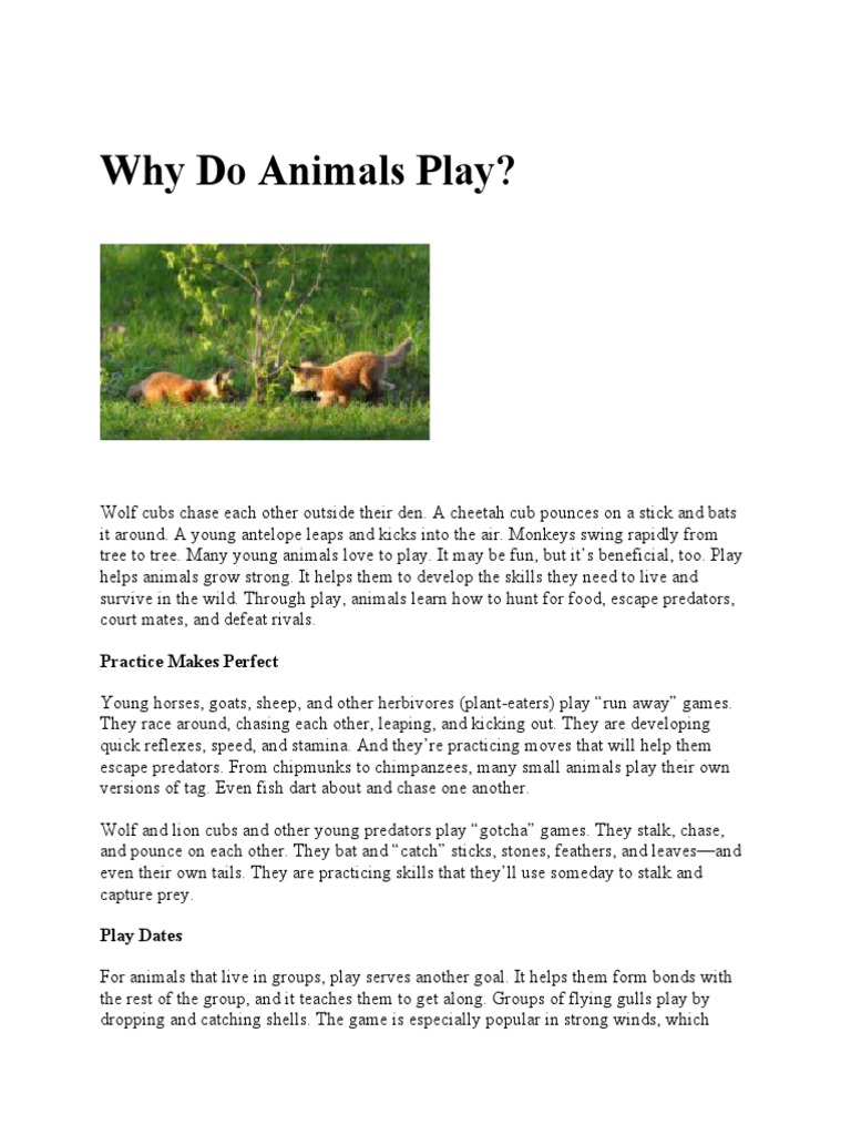 Why Do Animals Play PDF