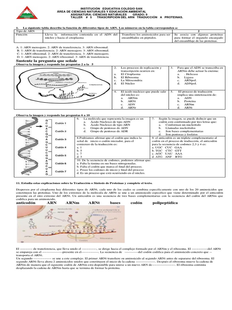 Transcripción y Traducción del ARN | PDF | Rna | Ribosoma