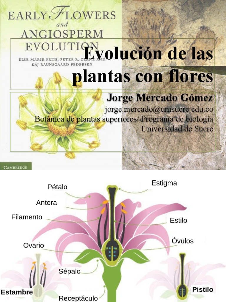 Evolución de las plantas con flores | PDF