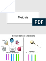 Meiosis Powerpoint Bio
