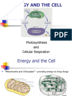 Energy and The Cell: Photosynthesis and Cellular Respiration