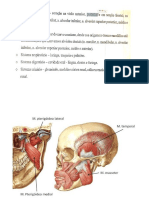 Sistema Muscular, Circulatorio e Nervoso Cranio Musculos