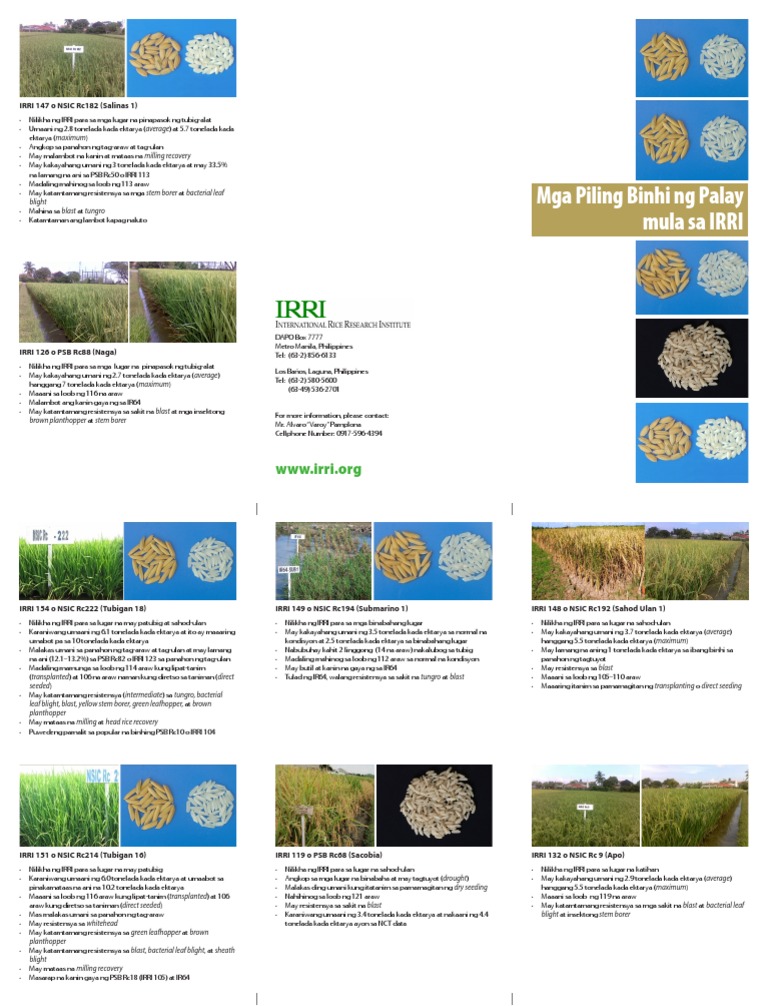 IRRI Rice Varieties (Tagalog Version) | PDF