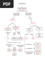 Cell Transport Concept-Map