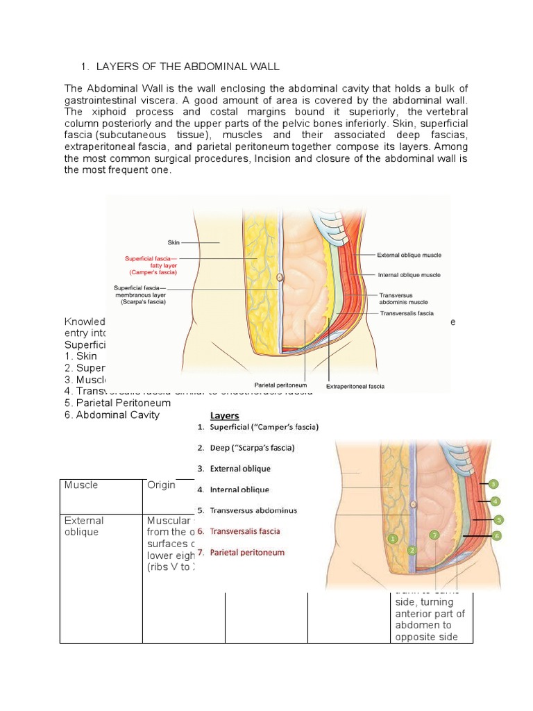 1 and 11.1 ABDOMINAL LAYERS AND CESAREAN SECTION PDF Abdomen