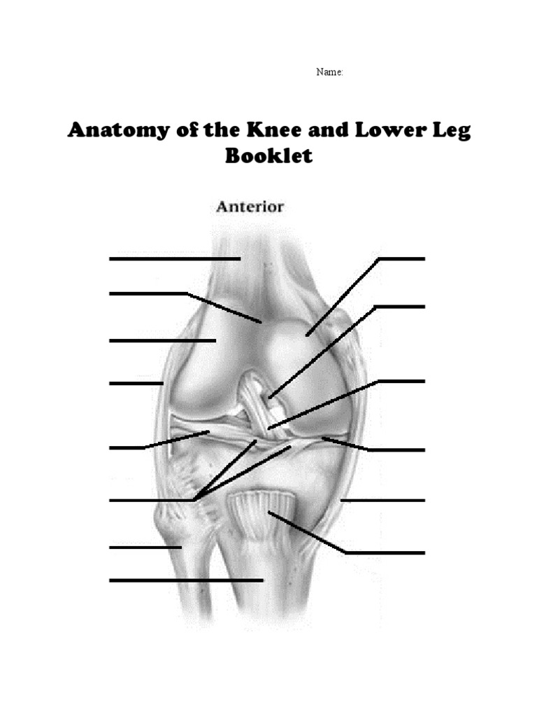 Knee and Lower Leg Anatomy Guide | PDF | Knee | Dance Science