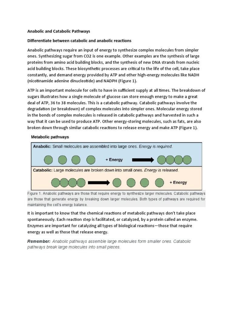 Anabolic and Catabolic Pathways Differentiate Between Catabolic and ...