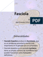 Fasciola