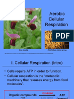 Aerobic Cellular Respiration: Pea Plants Zophobus Morio Larvae