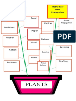 Plants Mind Map