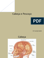 Cabec - A e Pescoc - O1 Anato