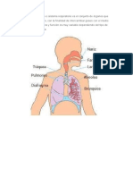 El Aparato Respiratorio o Sistema Respiratorio Es El Conjunto de Órganos Que Poseen Los Seres Vivos