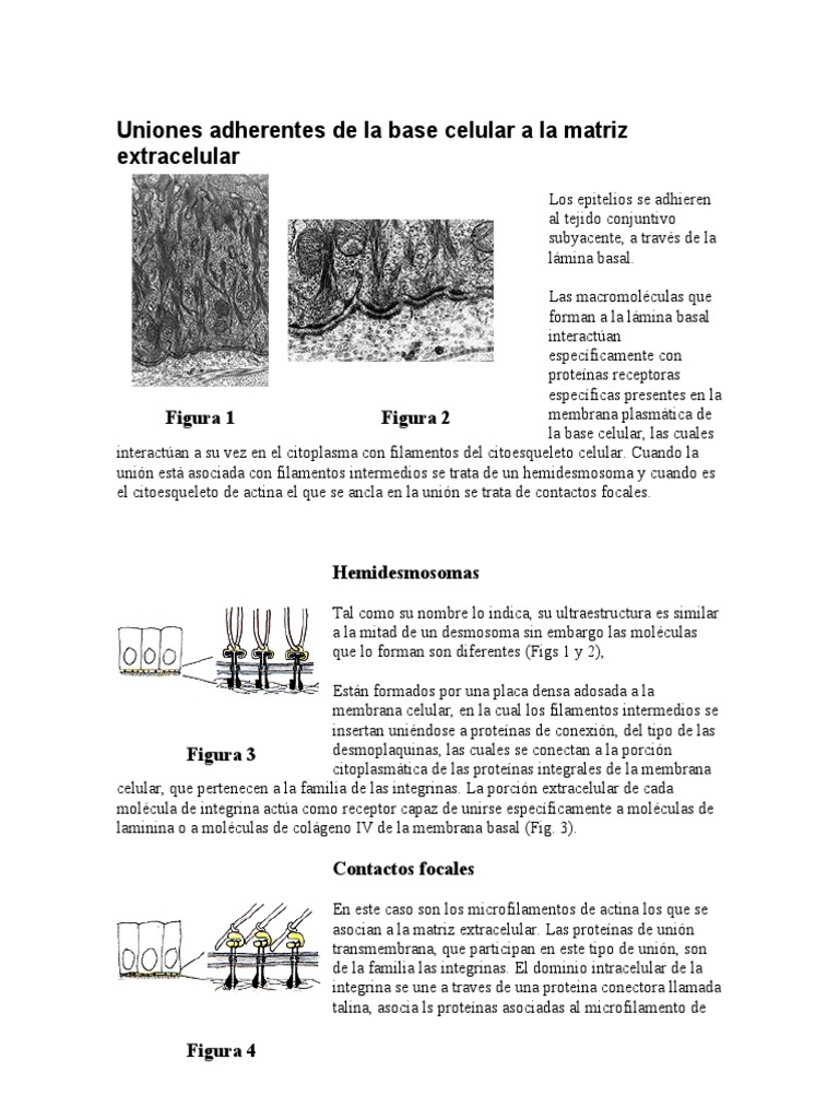 Lamina Basal | PDF | Integrina | Biología Celular