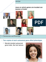 The Chromosomes On Which Genes Are Located Can Affect The Expression of Traits