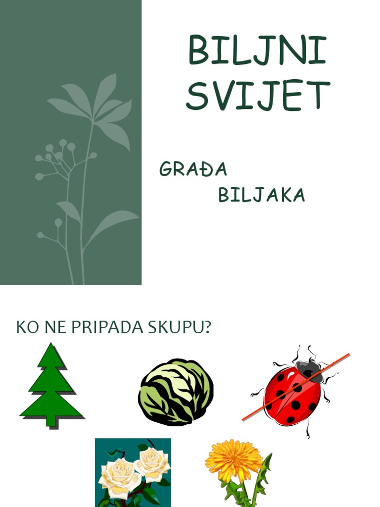 Biljni Svijet Prezentacija | PDF