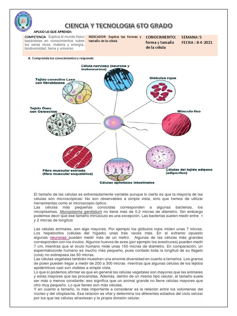 Tamaño y forma de las células | PDF | Epitelio | Biología Celular)