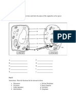 Instructions: Identify The Structures and Write The Names of The Organelles On The Spaces