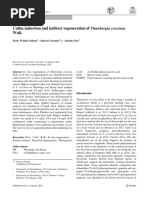 Callus Induction and Indirect Regeneration of Thunbergia Coccinea Wall