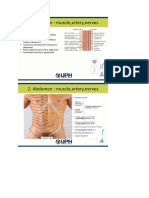 Abdomen: Muscle, Artery, Nerves: Adjacent Splanchnic Mesoderm