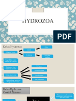 Ppt Hydrozoa