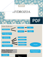 ppt hydrozoa [Autosaved]