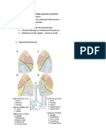 Anatomia Ap Respirator