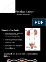 Embriologi Ureter