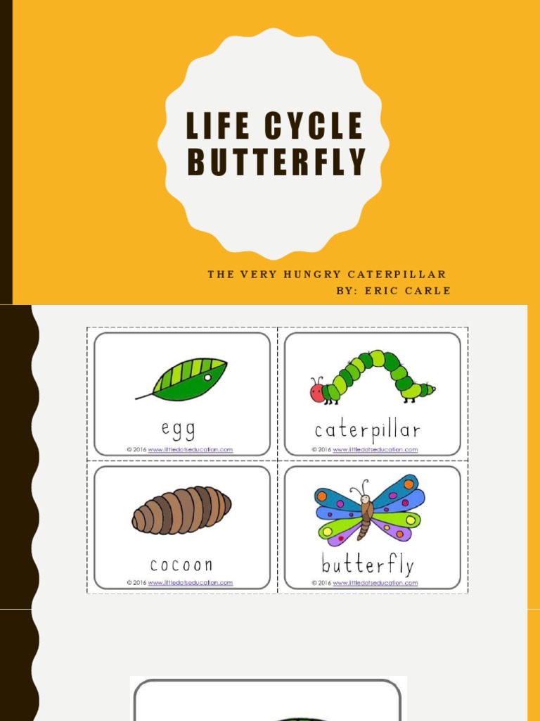 02 The Very Hungry Caterpillar Life Cycle Butterfly PDF