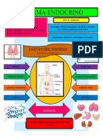 Infografia Sistema Endocrino