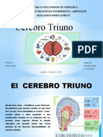 Cerebro Triuno