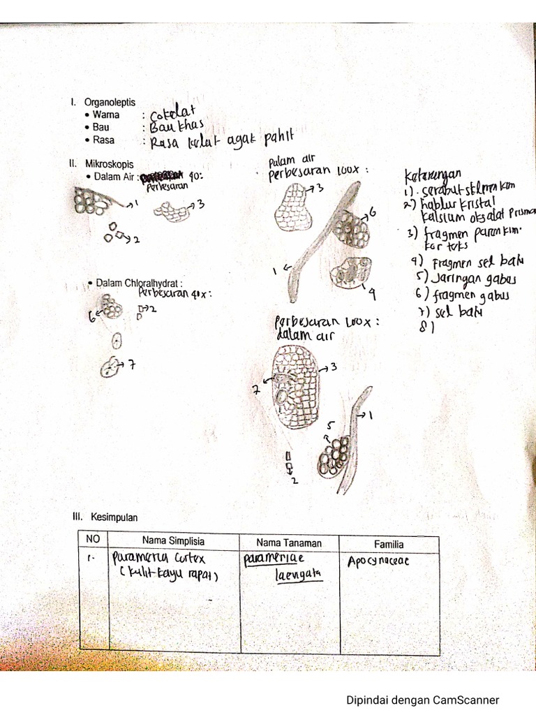 Parameria Cortex - Mikroskopis - Kel 1 - Revisi | PDF