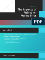 Marine Bird
