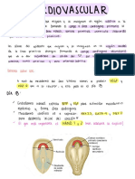 Cardiovascular Embriologia