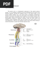 Anatomy and Physiology The Spinal Cord