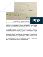 Transcripcion y Traduccion Del Adn