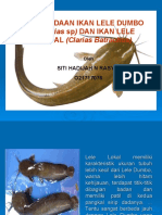 Perbedaan Ikan Lele Dumbo LOKAL (Clarias Batrachus)