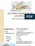 Sistema Excretor de Los Peces