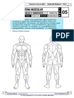 05 Ciencia y Ambiente - Sistema Muscular - Fichas