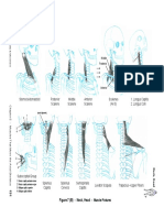 Mastering Muscles & Movement of the Axial Skeleton