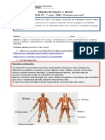 Guía 7 U2 1° Parte 4° CCNN Sistema Muscular