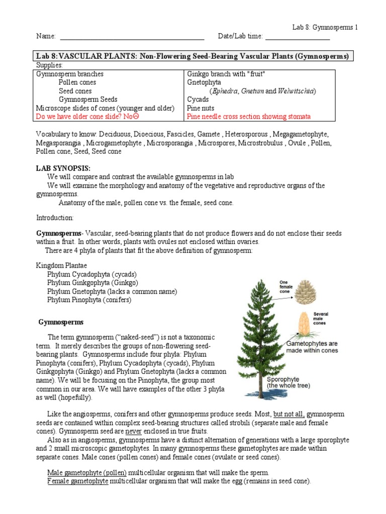Lab 9 Gymsperms Pdf Pinophyta Spore