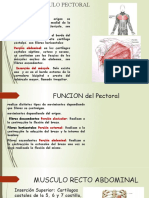 Origen, inserción y funciones del músculo pectoral