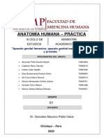 Informe 12 Anatomía Práctica